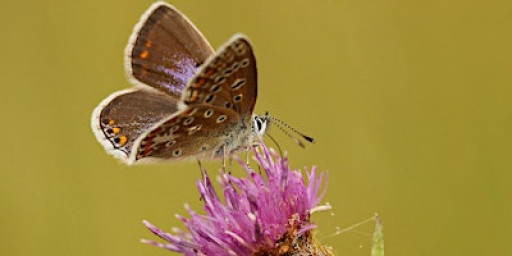 Wildlife Photography with Dave Jackson