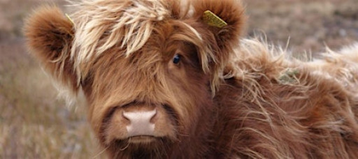 Fredericksburg Cow Cuddling