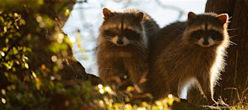 Point Defiance forest photo walk
