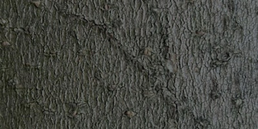 Music We'd Like to Hear in November - Maya Bennardo & Jessie Marino