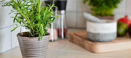 Grow with Us- Culinary Herbs