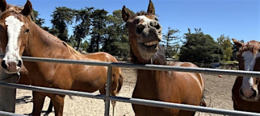 Holidays and Horses Fundraiser