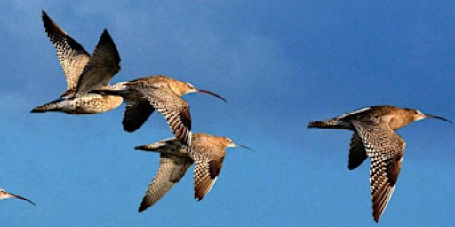 Walk with a Ranger at Rye Harbour - Winter Birds  (420337035)