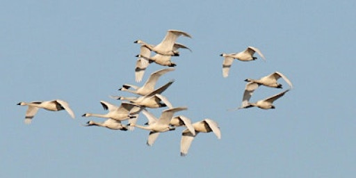 Forsythe (Brigantine) NWR