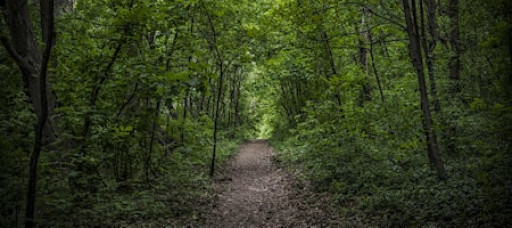 Forest Bathing at Kingman & Heritage Islands