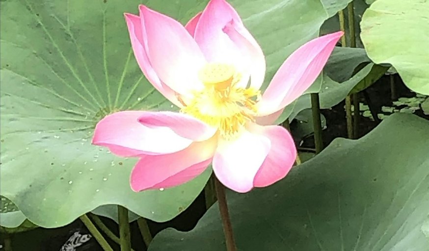 Sunday Morning Outdoor Yoga (Beginners)@Botanic Gardens