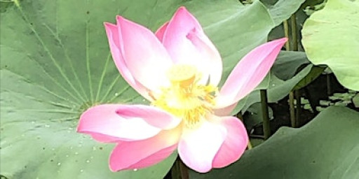 Wednesday Morning Outdoor Yoga (Beginners)@Botanic Gardens