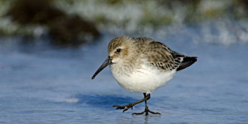 Winter Wildlife Walk at Lunt Meadows