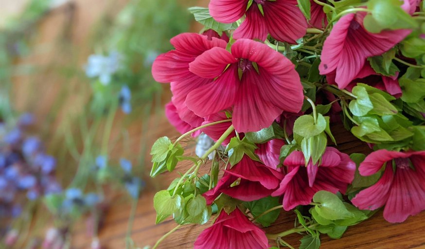 Planning your cut flower garden