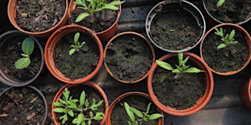 Planning your edible garden