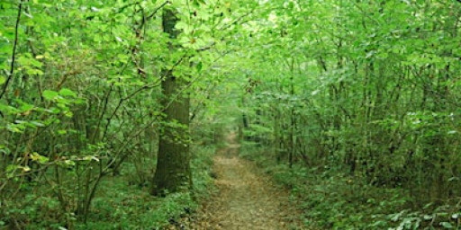 Guided Walk around Larkey Valley Wood, Chartham