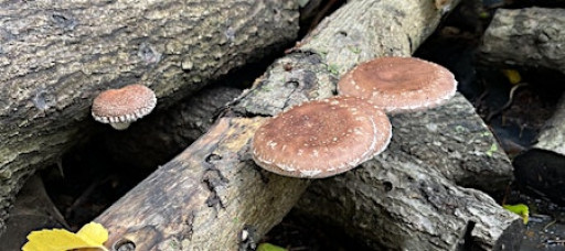 Growing Mushrooms Outdoors