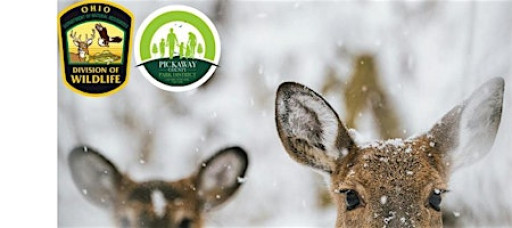 Ohio's Wildlife in Winter