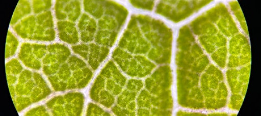 Flower Dissection Lab