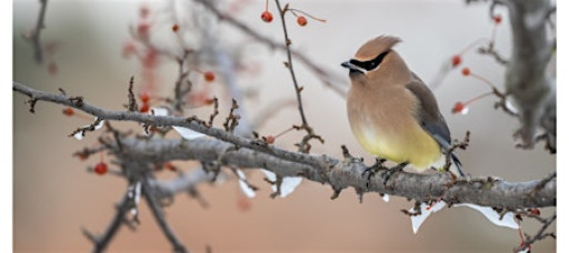 Winter Birdwatching 101