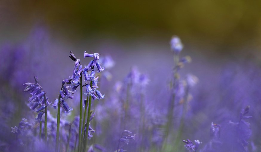 Photography - Beautiful Bluebells