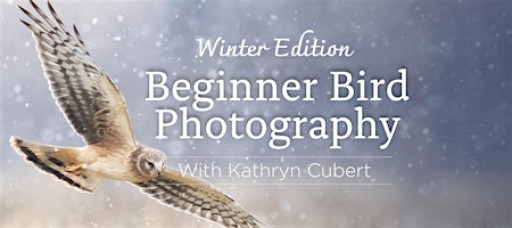 Beginner Bird Photography: Winter edition