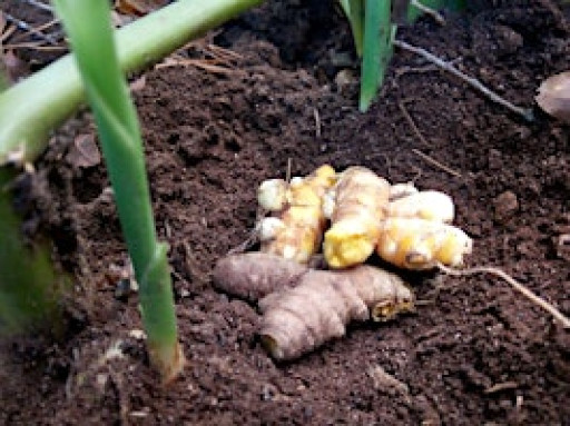 Permaculture for Homesteaders - Gardening