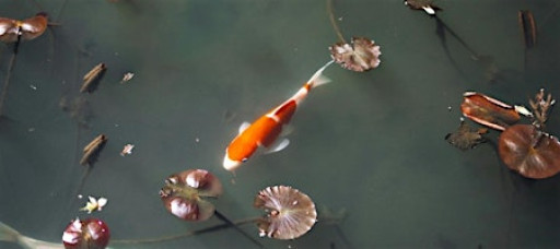 From Chaos to Clarity: A Return to Stillness