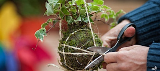 DIY Kokedama