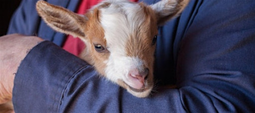 Baby Goat Snuggles and Basic Care