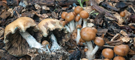 Psilocybe Mushrooms of California & The World w Mycologist Alan Rockefeller
