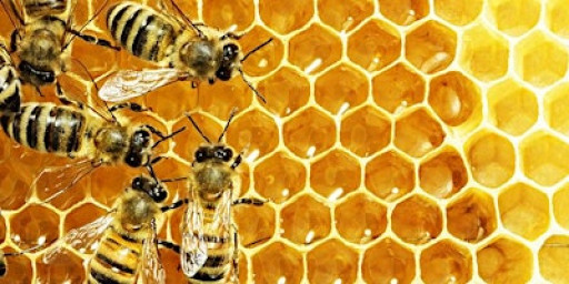 Introduction to Beekeeping Course (2026)