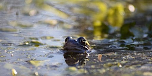Pond Life Family Day at the Centre for Wildlife Gardening