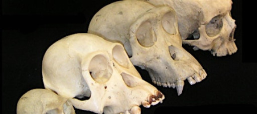 For 13-18 year olds: The Science of Us: An Intro to Biological Anthropology