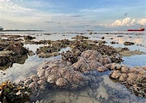 Discover Sentosa’s Secret Beach – A Rare Low Tide Walk to Tanjong Rimau