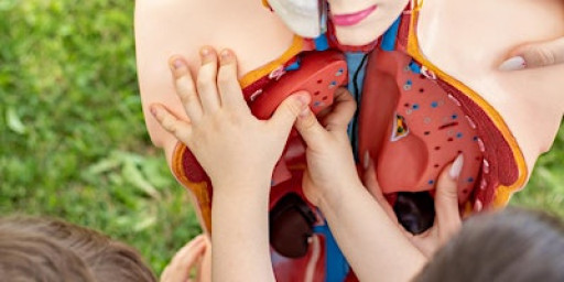 Science Club - Amazing Anatomy: Hearts & Lungs!