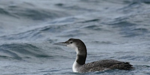 Wildfowl and Wader Day at Rutland Water with Terry Mitcham