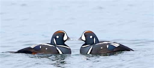 Sunday Morning Bird Walk: Semiahmoo Park