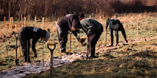 Volunteer Tree Planting - Pucklechurch Wood