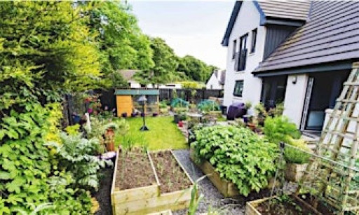 Discover Urban Homesteading:Lessons from a Hopeful, Busy Pseudo-Homesteader