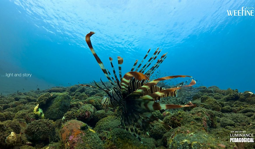 LunchTime Wellness Series - UW Imagery using Action Camera with Zul