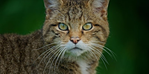 Clinging by a Claw Film Screening