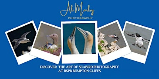 Discover the Art of Seabird Photography at RSPB Bempton Cliffs