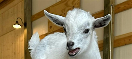 Goat Yoga Nashville- Spring Has Sprung