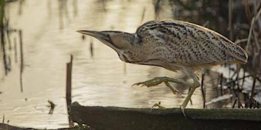 Guided Birdwatching Walk: WWT London Wetland Centre