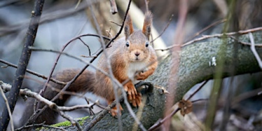 Who Goes There!? Track & Sign workshop