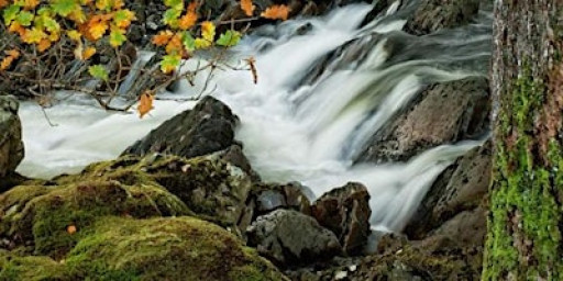 Ancient Tree Inventory- Plas Tan y Bwlch