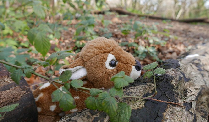 Swanwick Lakes Wildlife Tots: Who Hides Here?