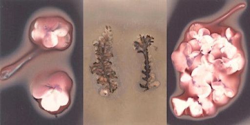 Chemigram and Phytogram - Alternative Photography Experiments