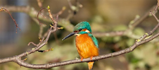 Wildlife Photography Workshop