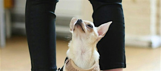 Puppy Training School SW1 Five-Week Course