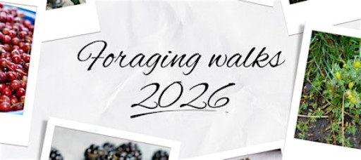 Beginner Foraging Walk: Discover Wild Plants