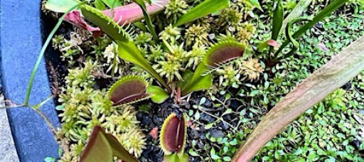 Carnivorous Plant Basics and DIY Bog Gardens