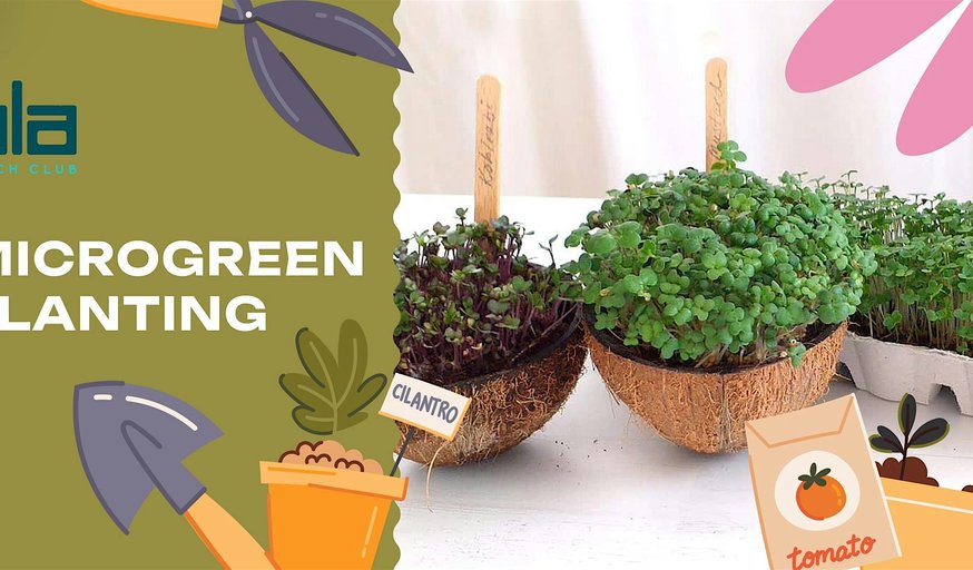 Ola Beach Club - Microgreen Planting Workshop