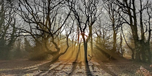 Nature Journaling Walk + Workshop (16+)